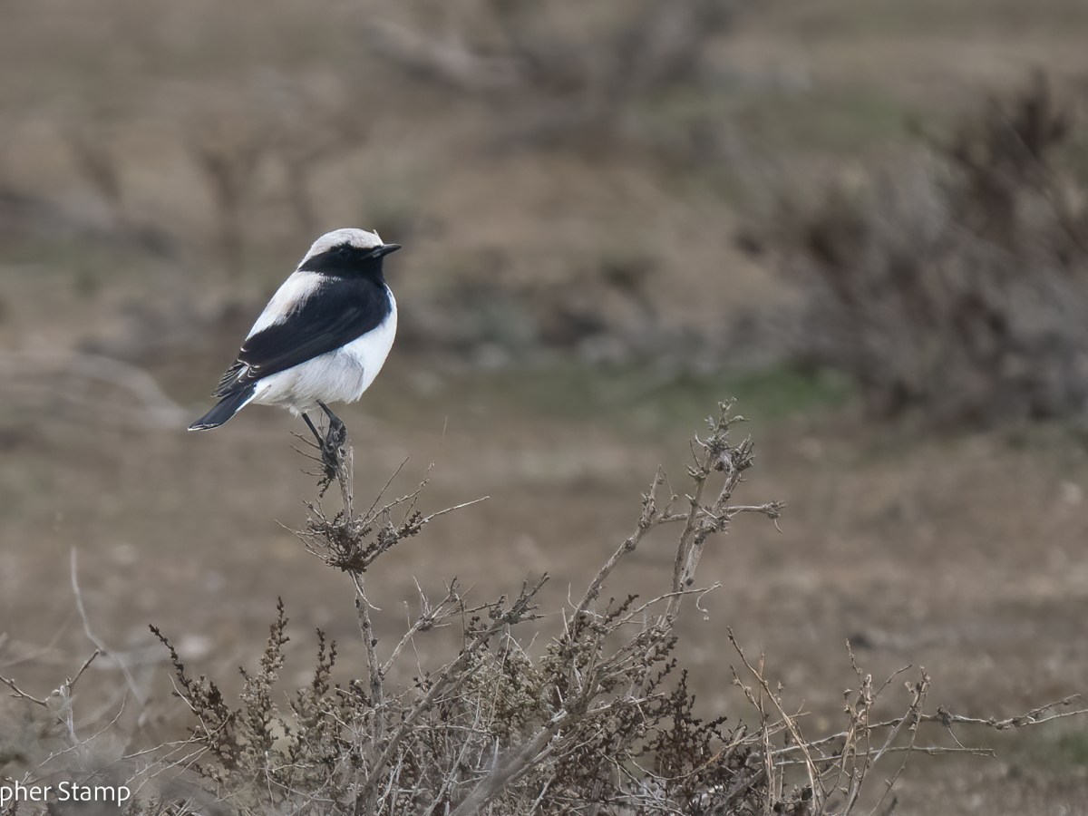Day trip – Candy Cane Mountains + Altiagaj National&nbsp;Park
