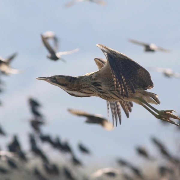 First half of October at Besh Barmag Bird Migration Count&nbsp;2018