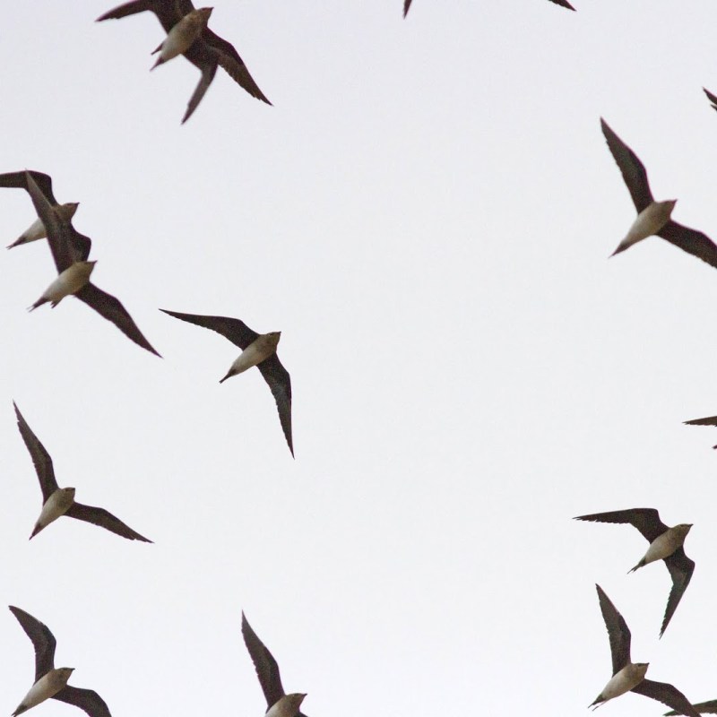 Bird migration count at Besh Barmag in September&nbsp;2018