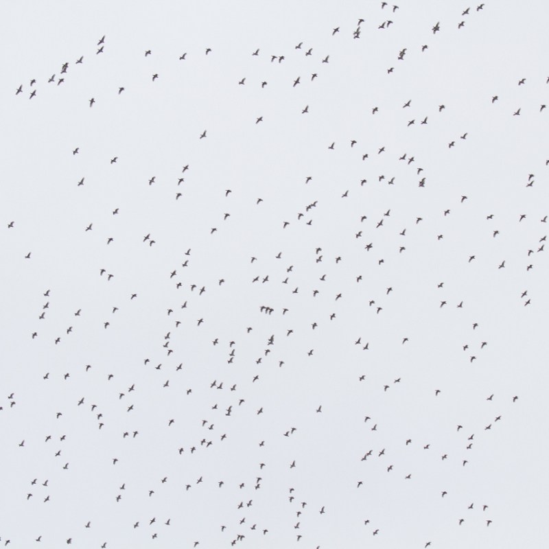 Late November highlights at the Besh Barmag migration&nbsp;bottleneck