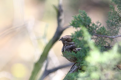 well hidden Nightjar