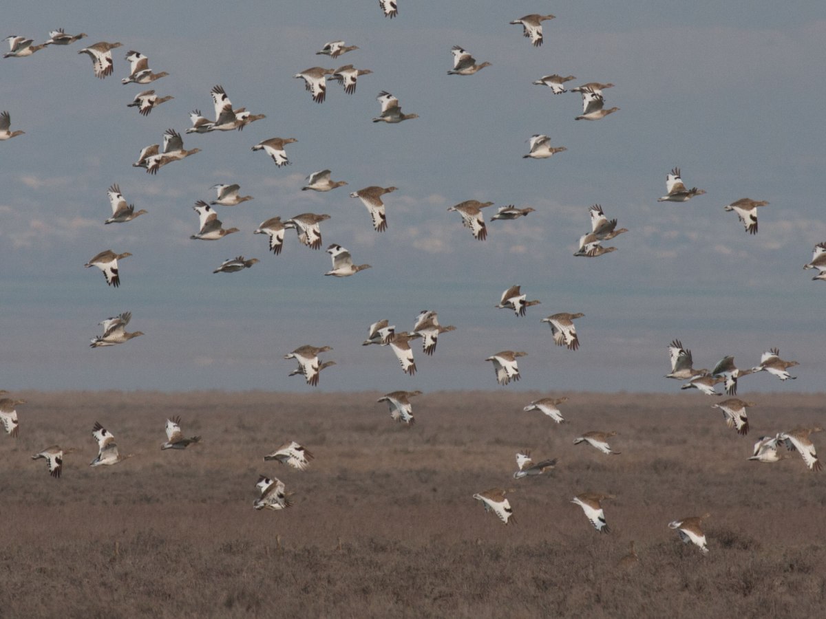 Caucasian Winter Tour (11&nbsp;days)