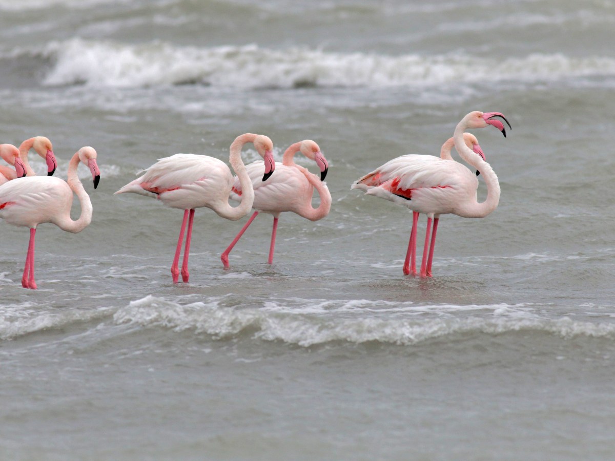 Bird Migration Tour (10&nbsp;days)