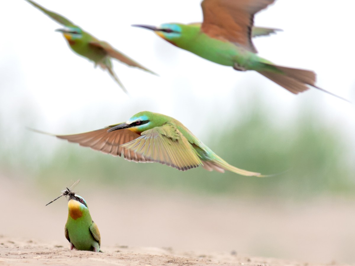 Caspian Spring Tour (12&nbsp;days)