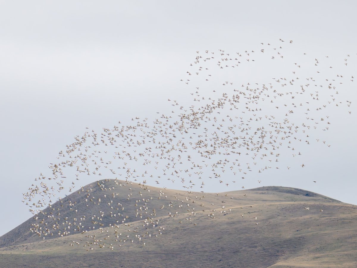 Besh Barmag Bird Migration Count&nbsp;2025