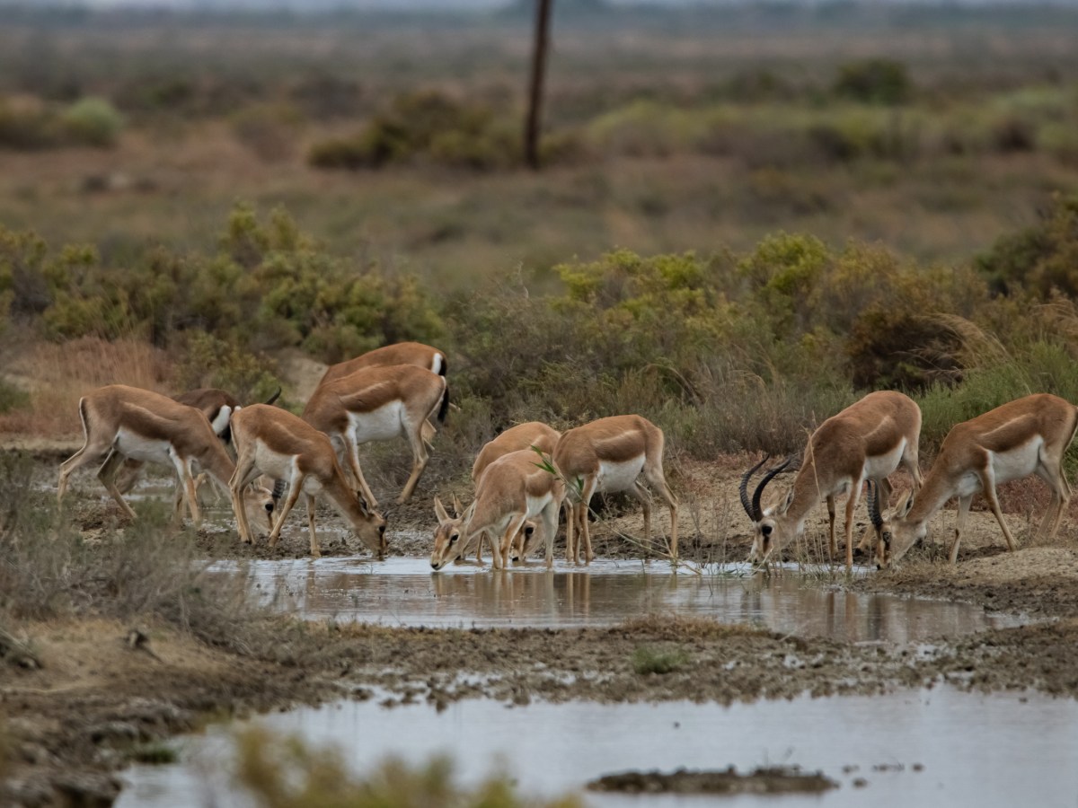 Day trip – Shirvan-Gobustan