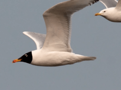 Day trip – Gizilagaj National&nbsp;Park