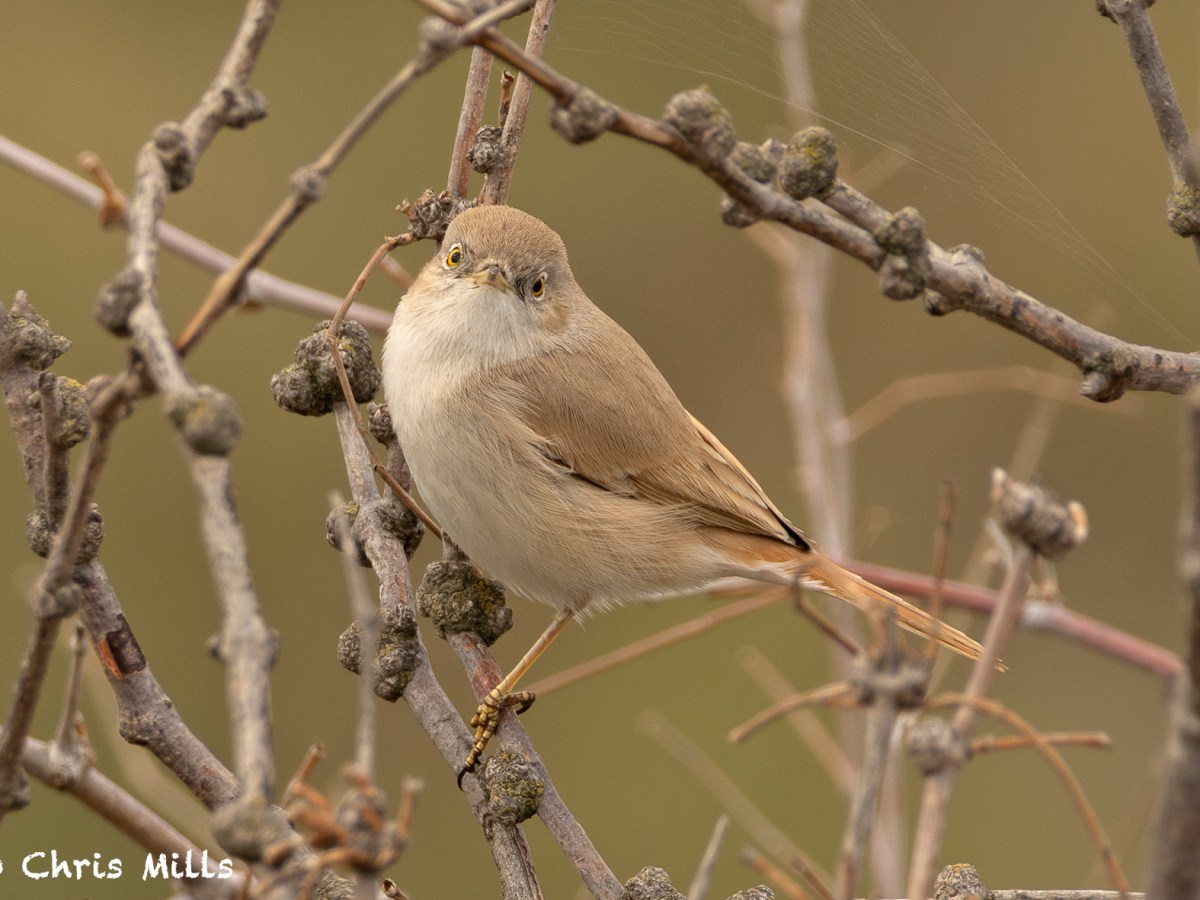 Monitoring migration at Beshbarmag, 1 – 9th November&nbsp;2025